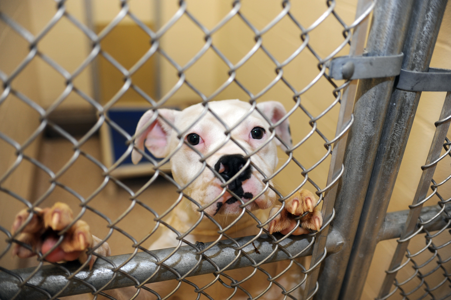 Councilman seeks financing for new Baltimore animal shelter Baltimore Sun