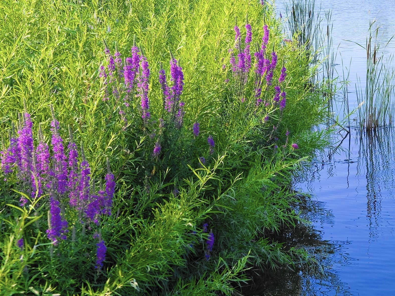 Purple loosestrife: Avoid at all costs - Chicago Tribune