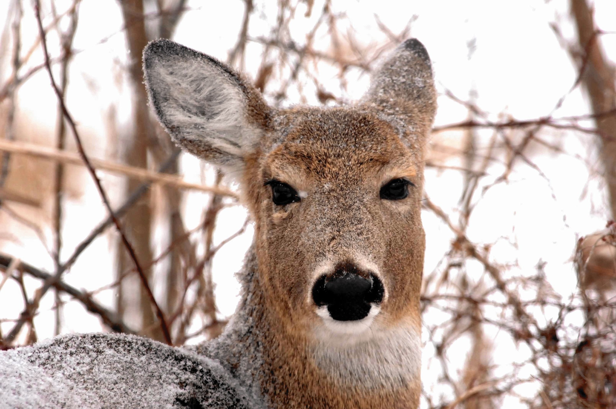 Hungry deer can pose threat to shrubs, trees - Chicago Tribune