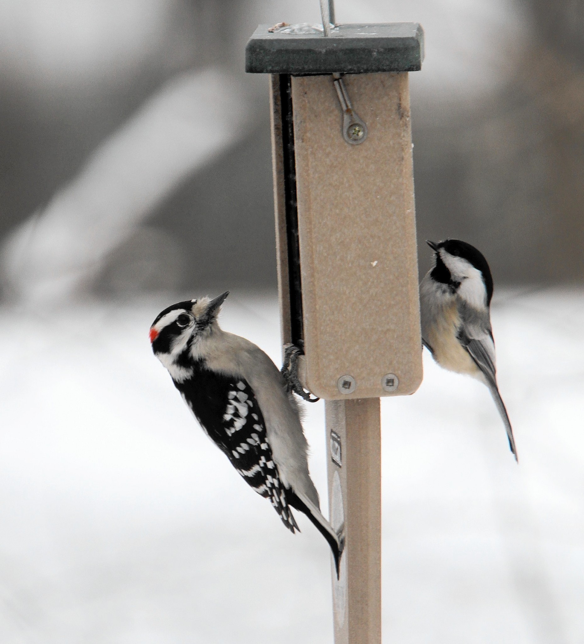 Helping birds survive winter in your backyard Chicago