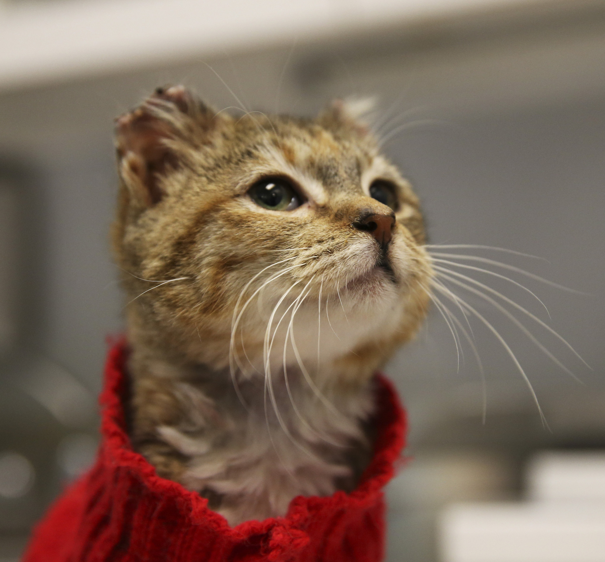 Rescued frostbitten cat Chicago Tribune