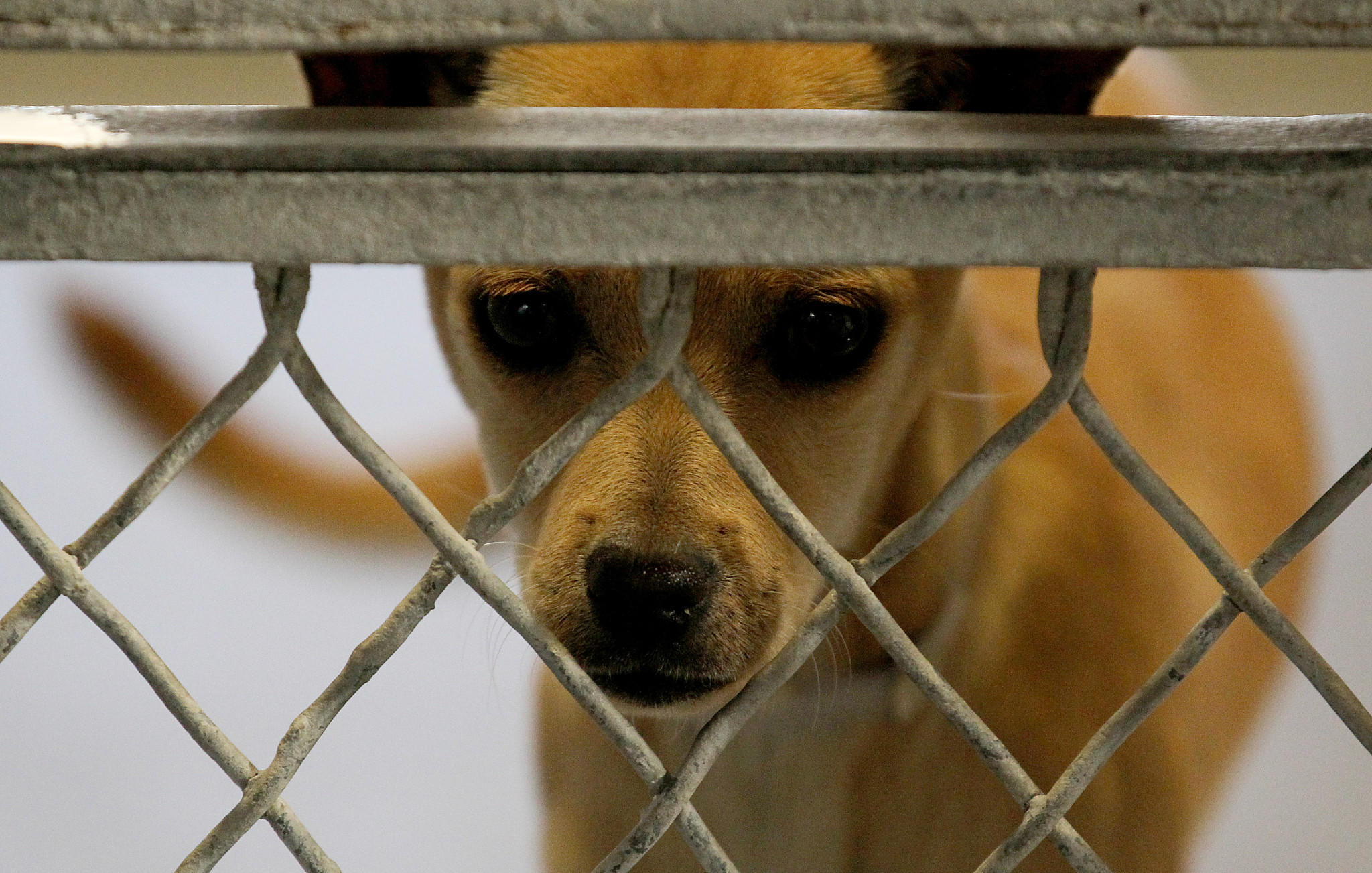 County grapples with overhaul of animal shelters Capital