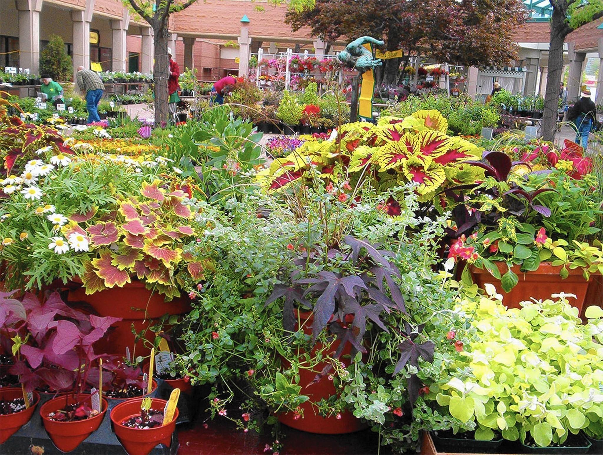  Plant  sale savvy Experts share shopping tips for 