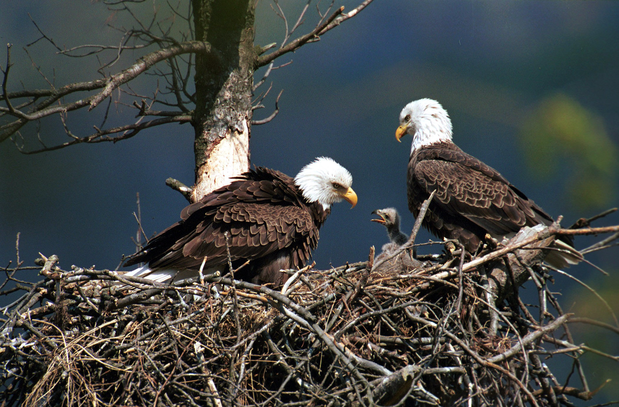 Resultado de imagem para the eaglets were fighting over food