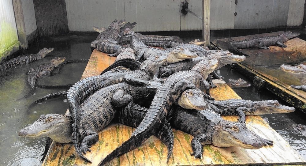 Appetite for gator meat grows in Florida - Sun Sentinel