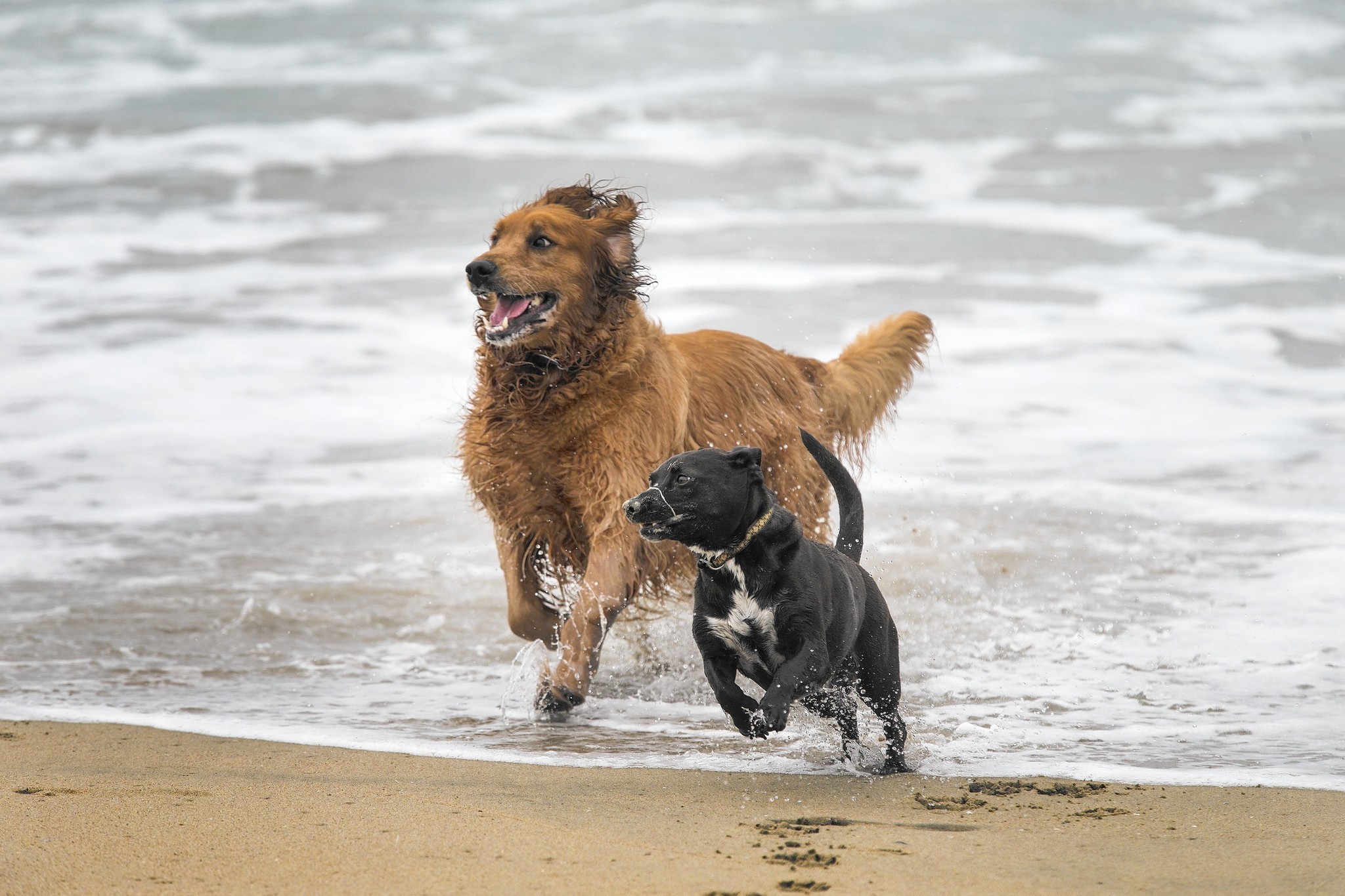 Dog parks and dog beaches in Southern California - LA Times