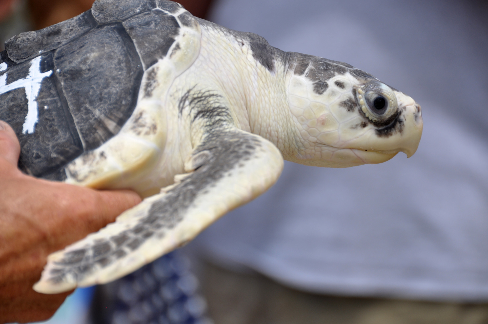 Rehabilitated sea turtles released at Ocean City by