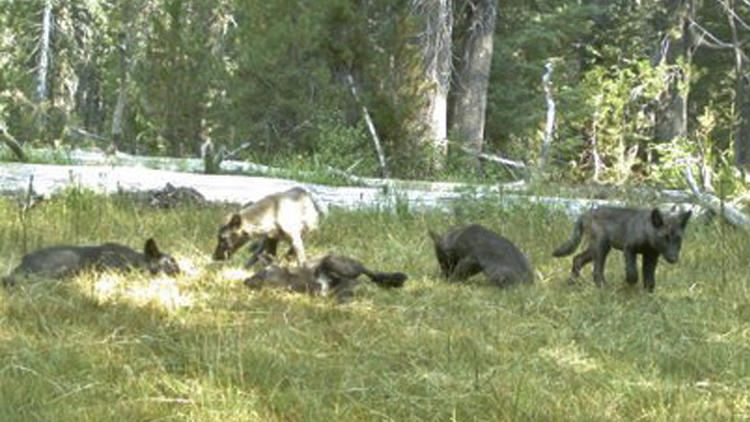 Five gray wolf pups captured on a trail camera in Northern California in early August are members of the first established pack in the state in decades.