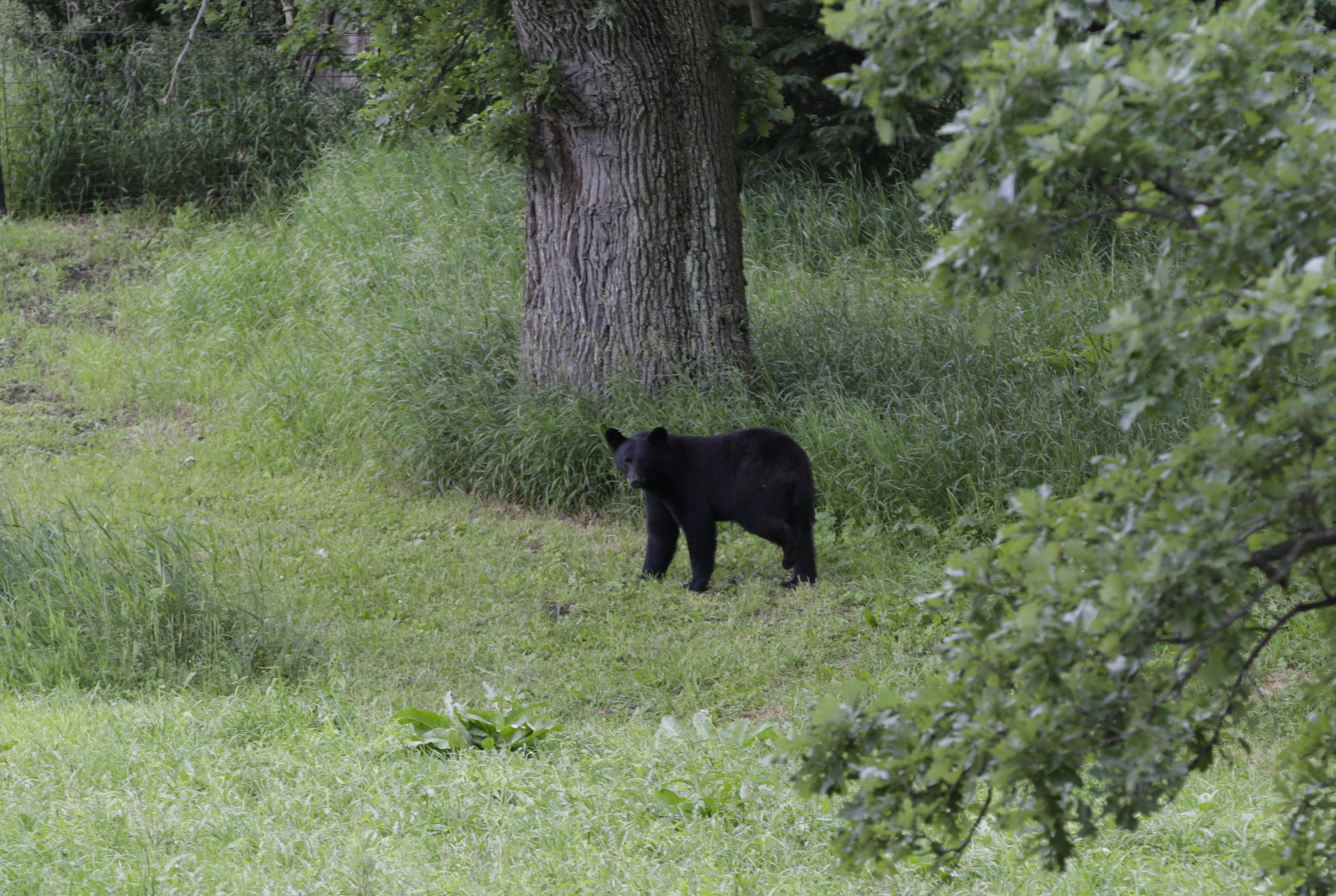 Black bear that visited Indiana this summer returns to ...