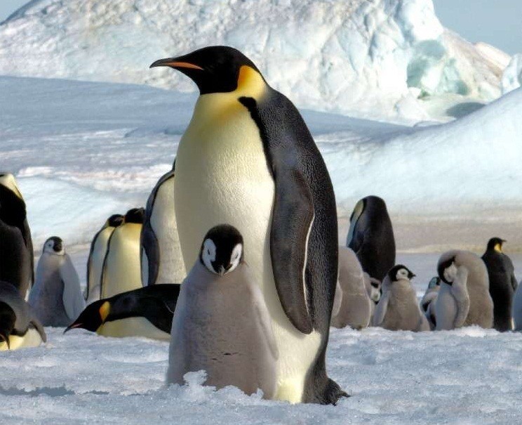 Emperor penguins' feathers defy conventional wisdom, study finds - LA Times