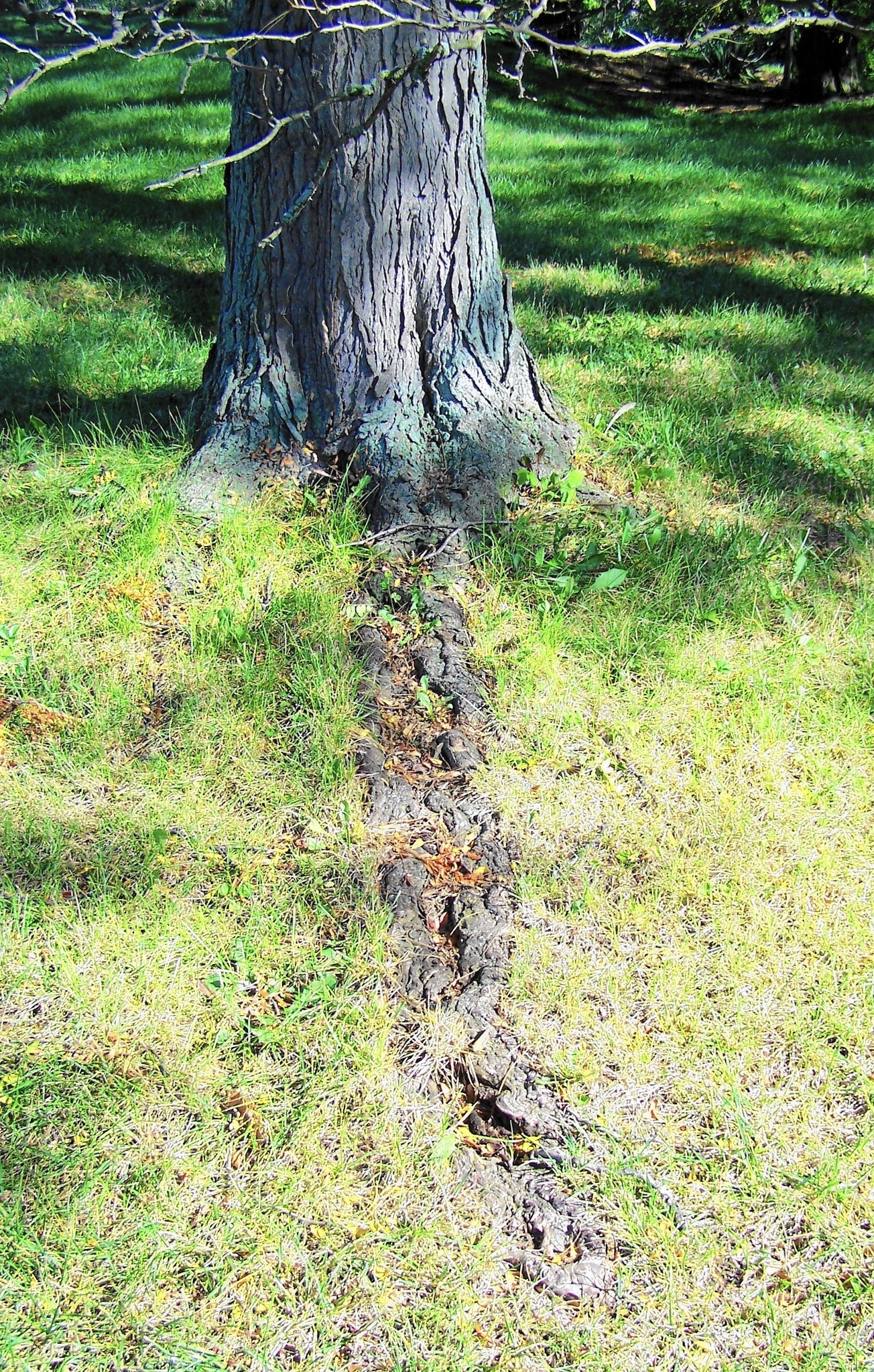 removing tree roots from garden, Fairfield CT