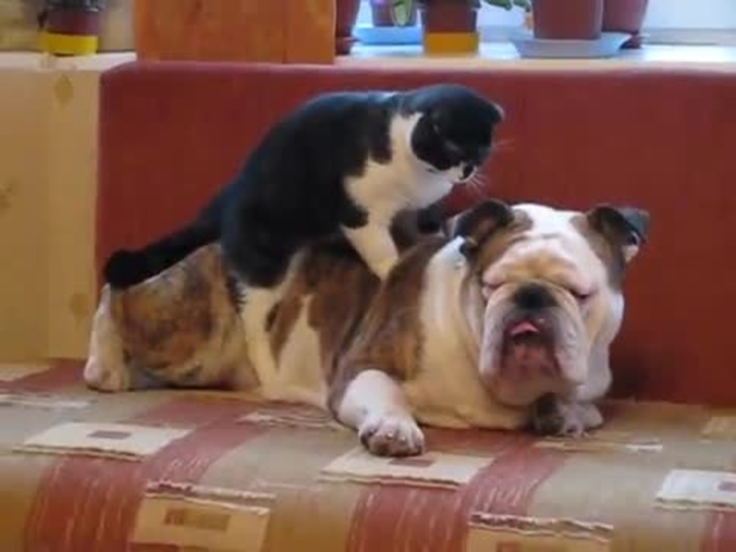 Cat gives massage to bulldog - Chicago Tribune