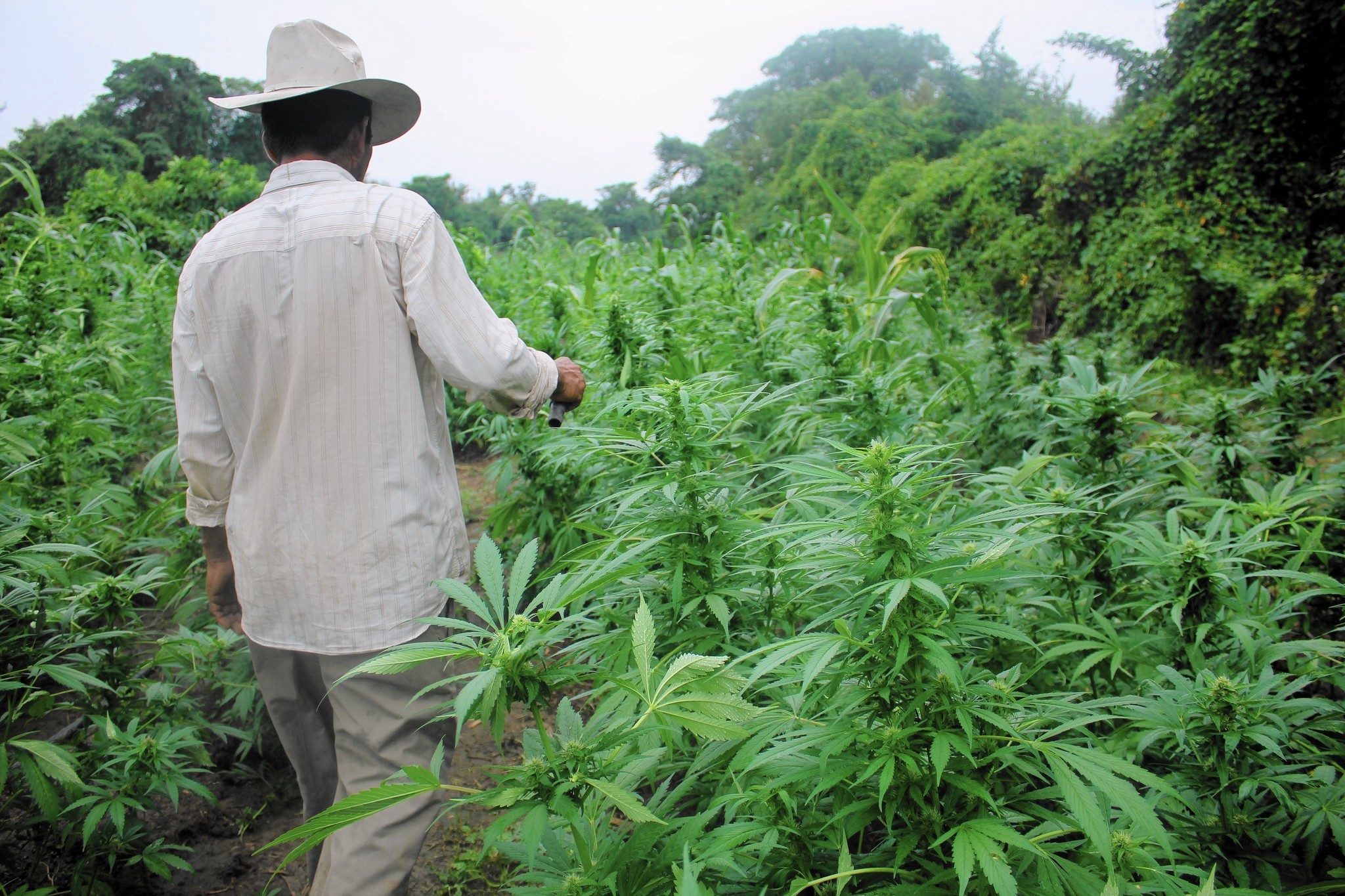 Мексика плантация марихуана синтез спайса