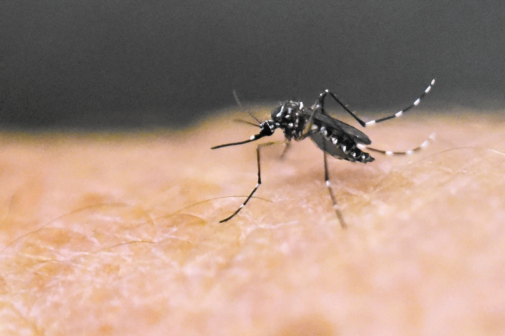 Illinois Health Officials Report 3rd Case Of Zika Virus Chicago Tribune 