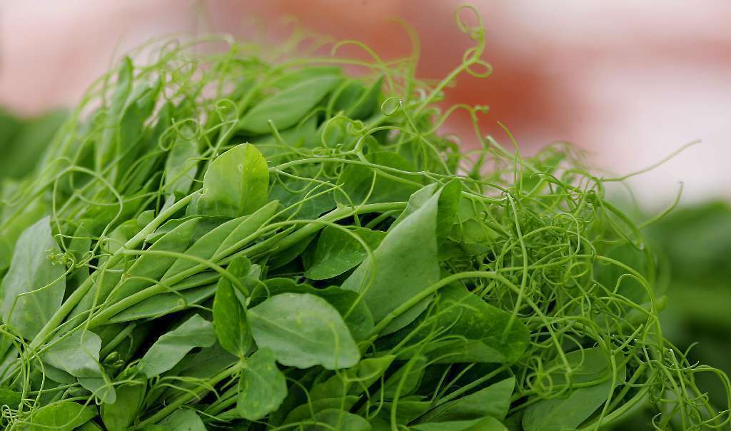 Farmers market report: Pea shoots and what to do with them - LA Times