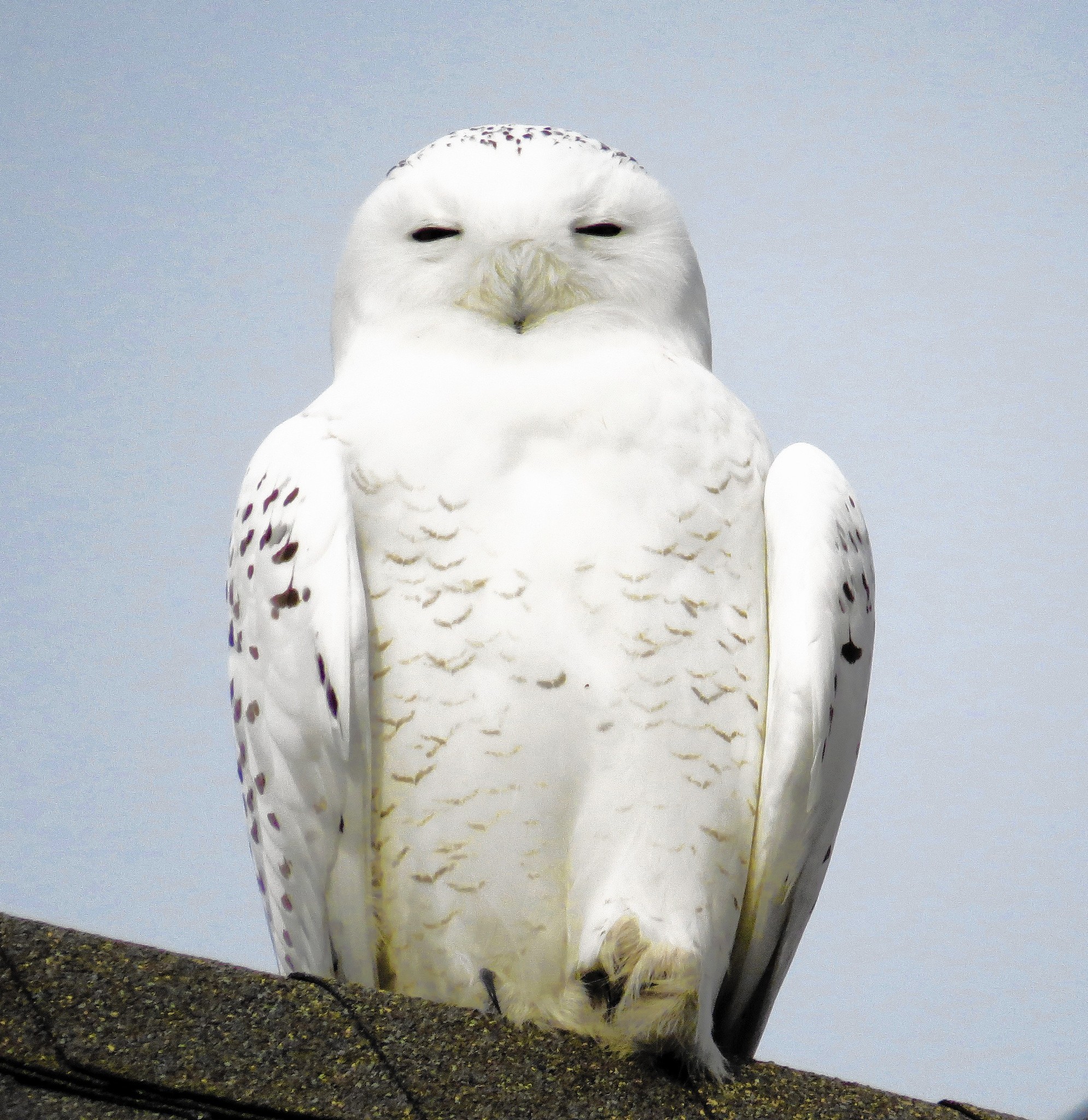 Bird Nerd: Snowy owl a little out of place in Virginia - Daily Press