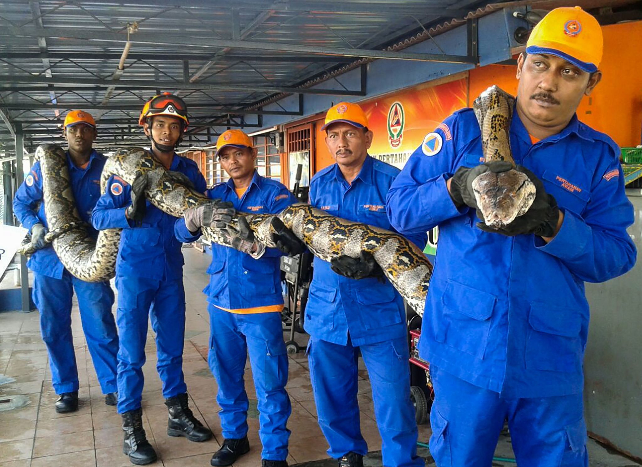 Possibly the world's longest snake ever found in Malaysia — then it