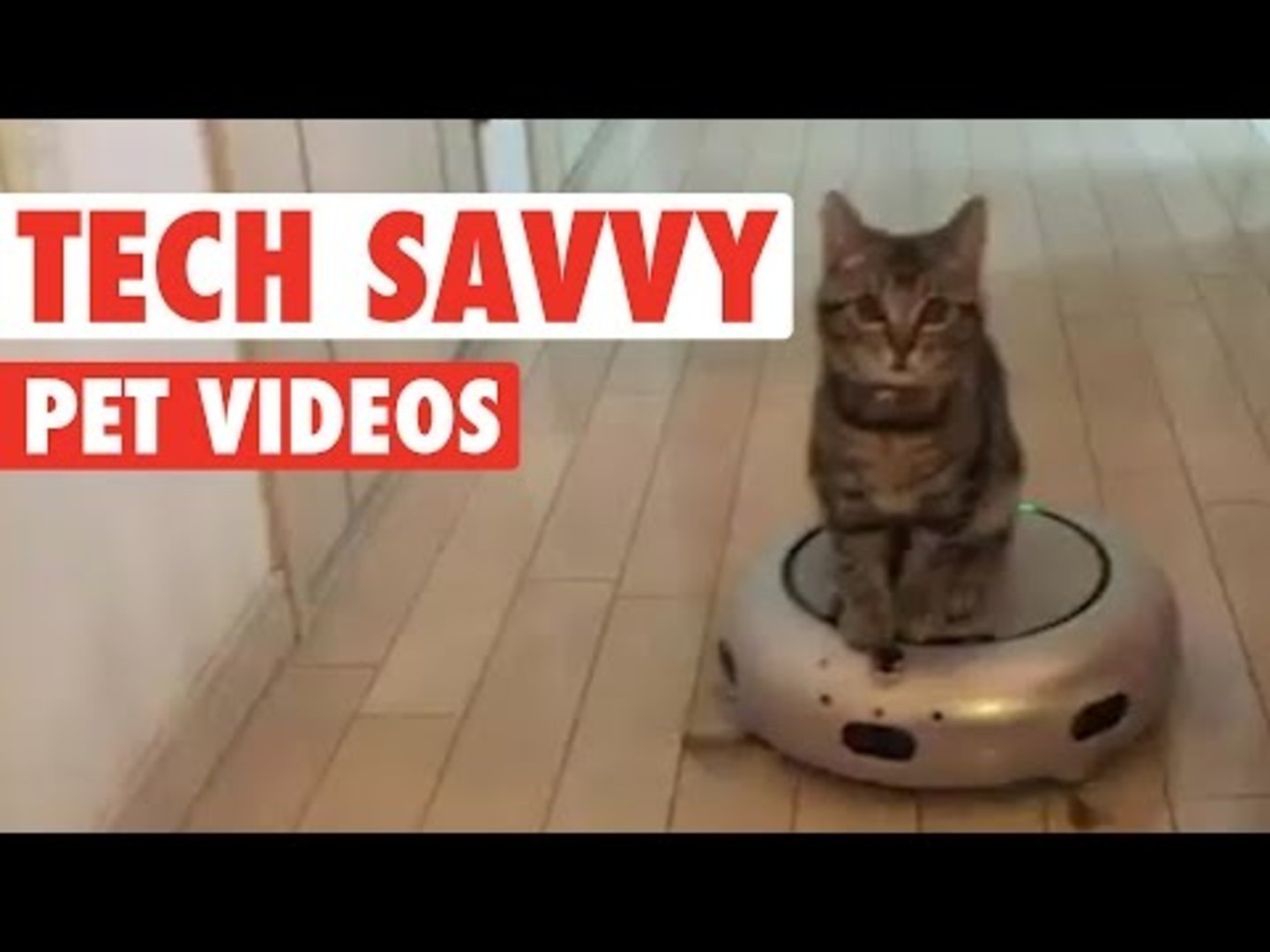 Tech-savvy pets || Funny pet compilation - Chicago Tribune