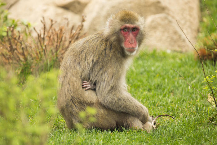 Macaque baby and mother Ono