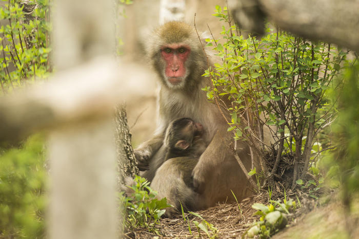 Macaque baby and mother Ono