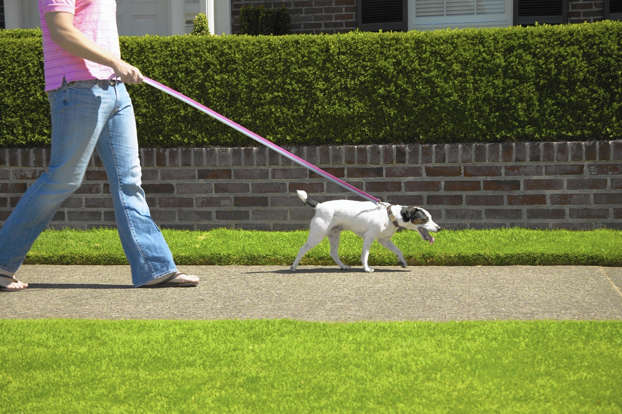 Dog walking seniors are healthier but think hard before