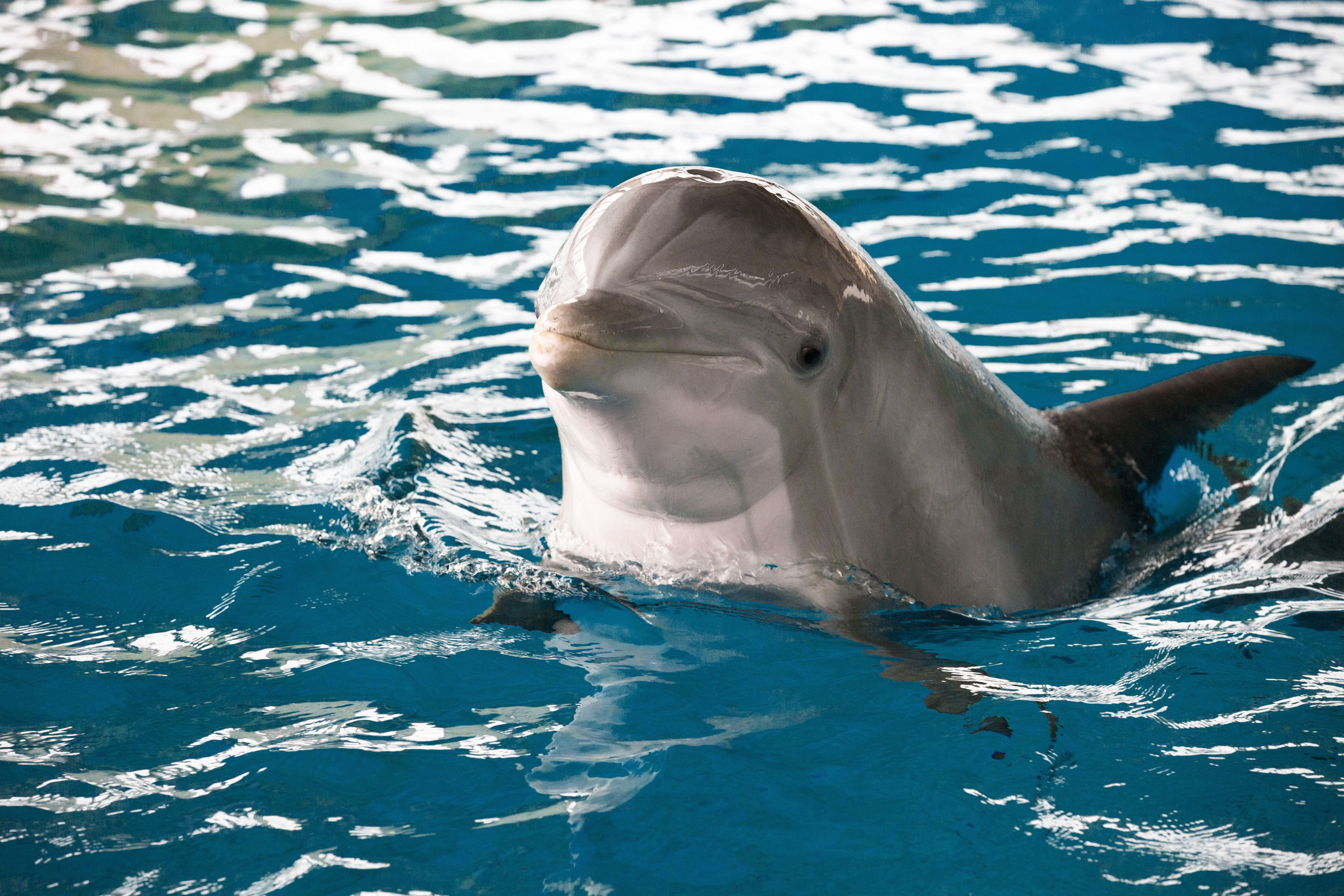 National Aquarium: The time is right to move our dolphins to a seaside sanctuary ...