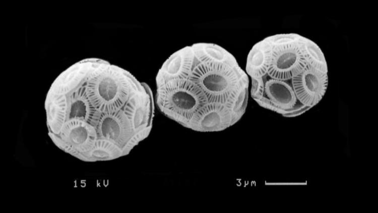 Phytoplankton species Emiliania huxleyi absorbs carbon dioxide in the ocean to build its calcium carbonate scales.