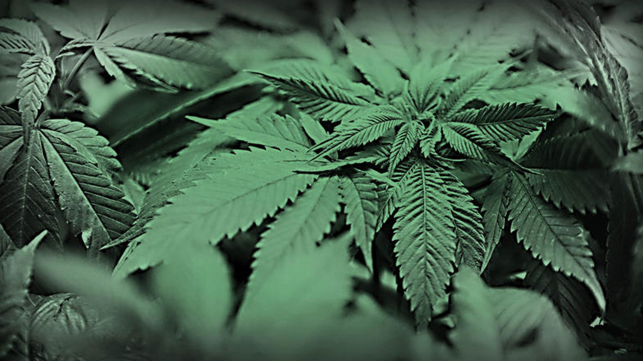 Medical marijuana to be available in Florida next week