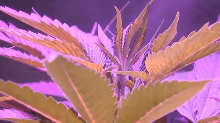 Marijuana growers will compete for best plant at Oregon State Fair