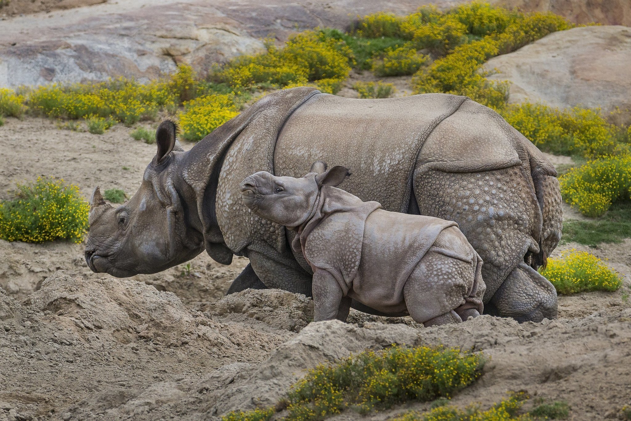 rhino san diego safari park