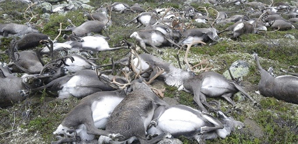 Image result for Deadly lightning strikes and kills over 300 reindeer in Norway