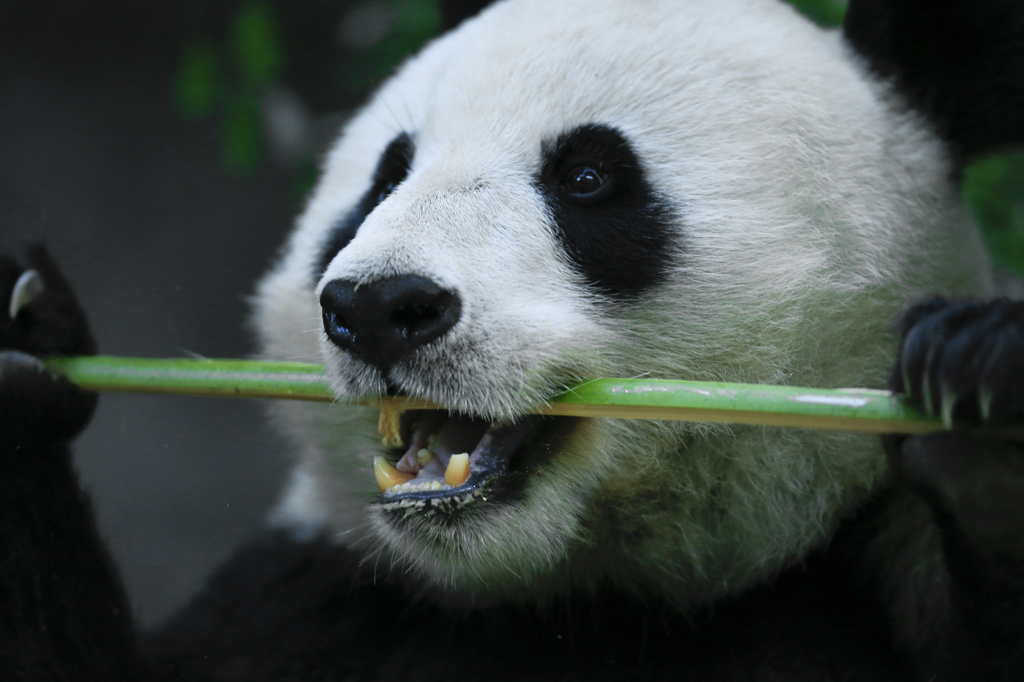 Pandas Removed From International Endangered List But China Says They