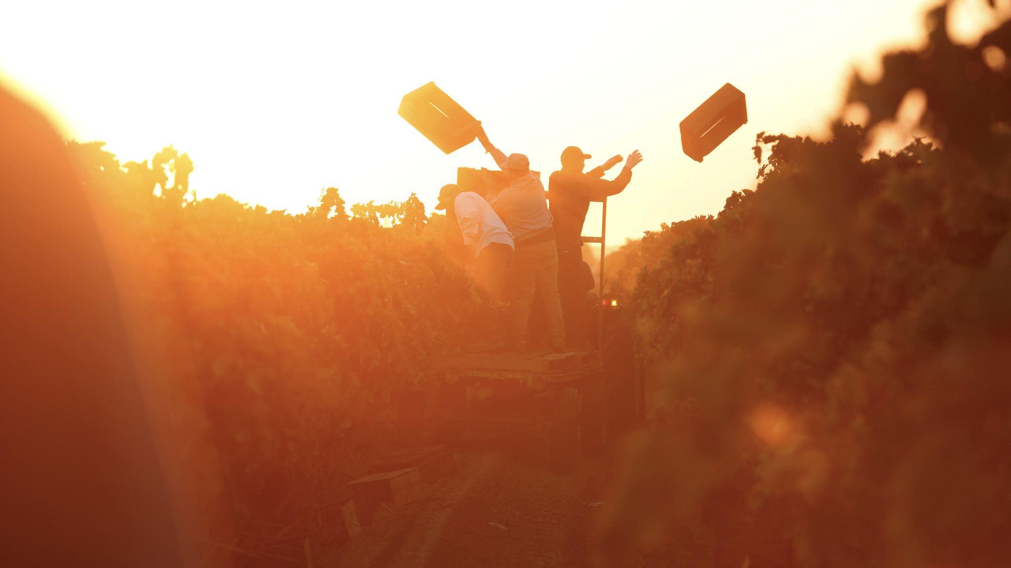 Farmworkers toss wooden crates into the fields for workers to use in picking grapes in Madera.