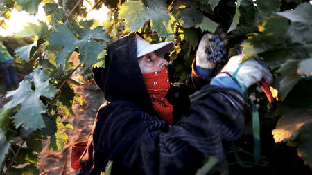 Cardenas picks grapes in Madera, Calif. The new overtime law signed by Gov. Jerry Brown won't take full effect until 2022.