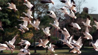 Baltimore commits to migratory bird habitat