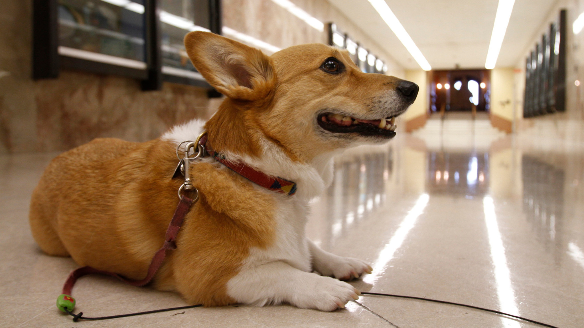 Sutter Brown, the governor's beloved Corgi, in the state Capitol's main hallway in 2011.