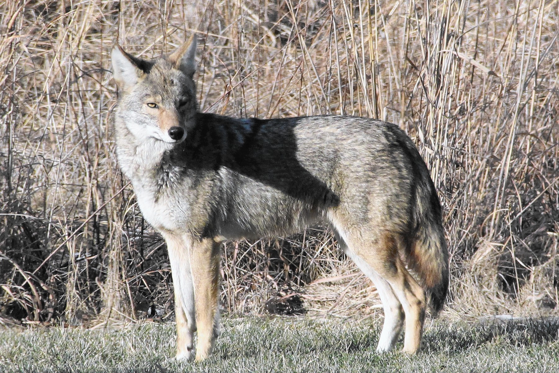 Coyotes On The Move This Time Of Year But Numbers Not Growing
