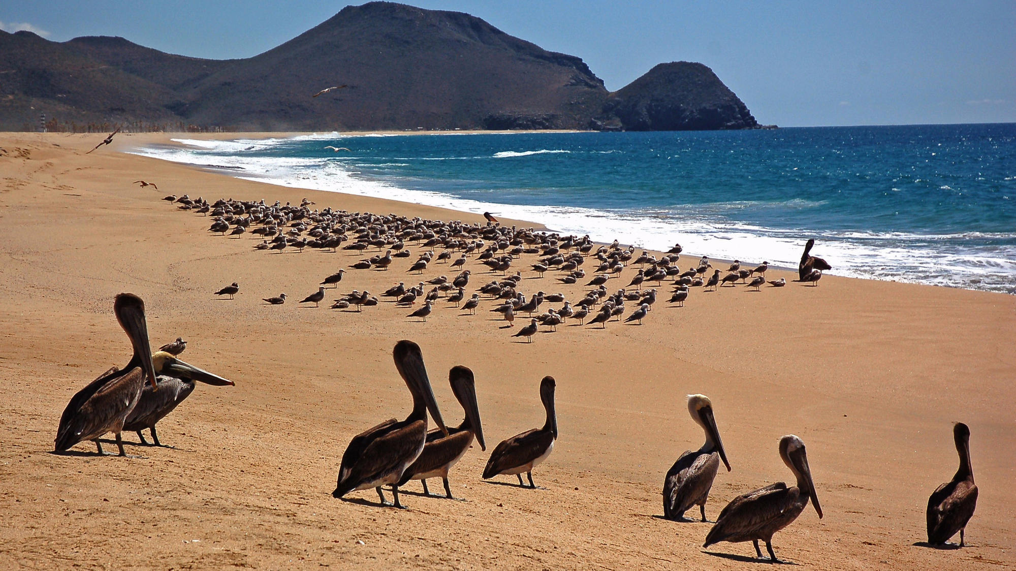 Todos Santos, about an hour north of Cabo San Lucas in Baja California, features miles of mostly empty beach with rough surf and plenty of seabirds.