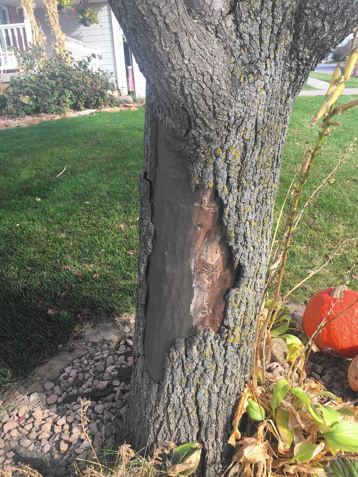 Ailing pear tree? Could be a canker, fire blight - Chicago Tribune