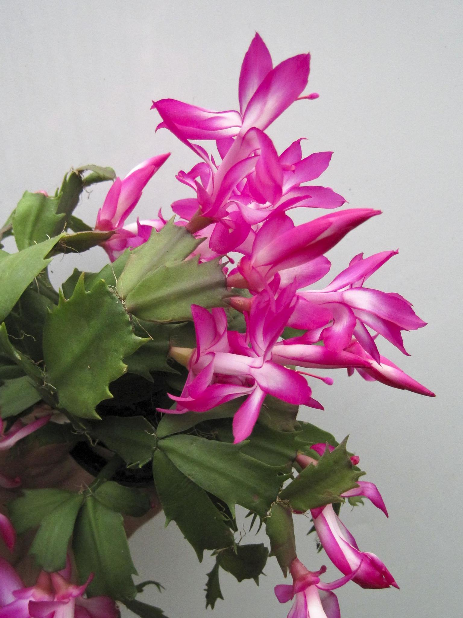 Gardening Tips for taking care of a Christmas cactus   The Morning Call