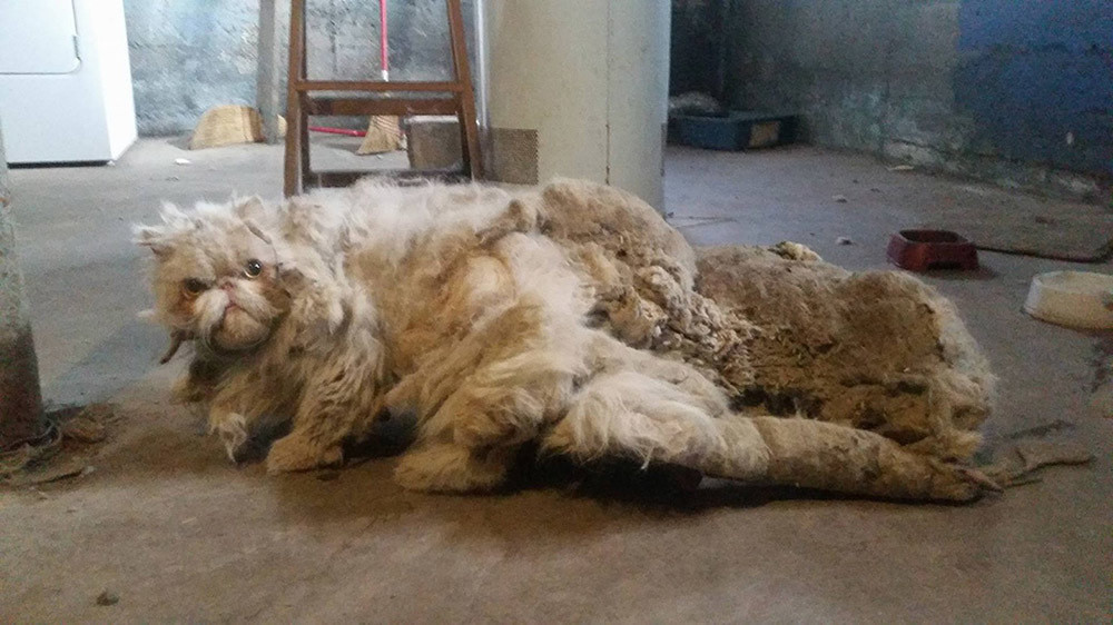 Chicago cat suffered with 5 pounds of matted fur; now he's an