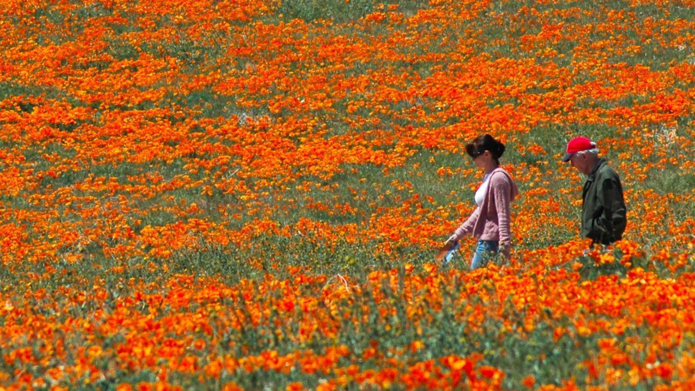 Antelope Valley poppy blooms expected to be moderate, but 'surprise ...