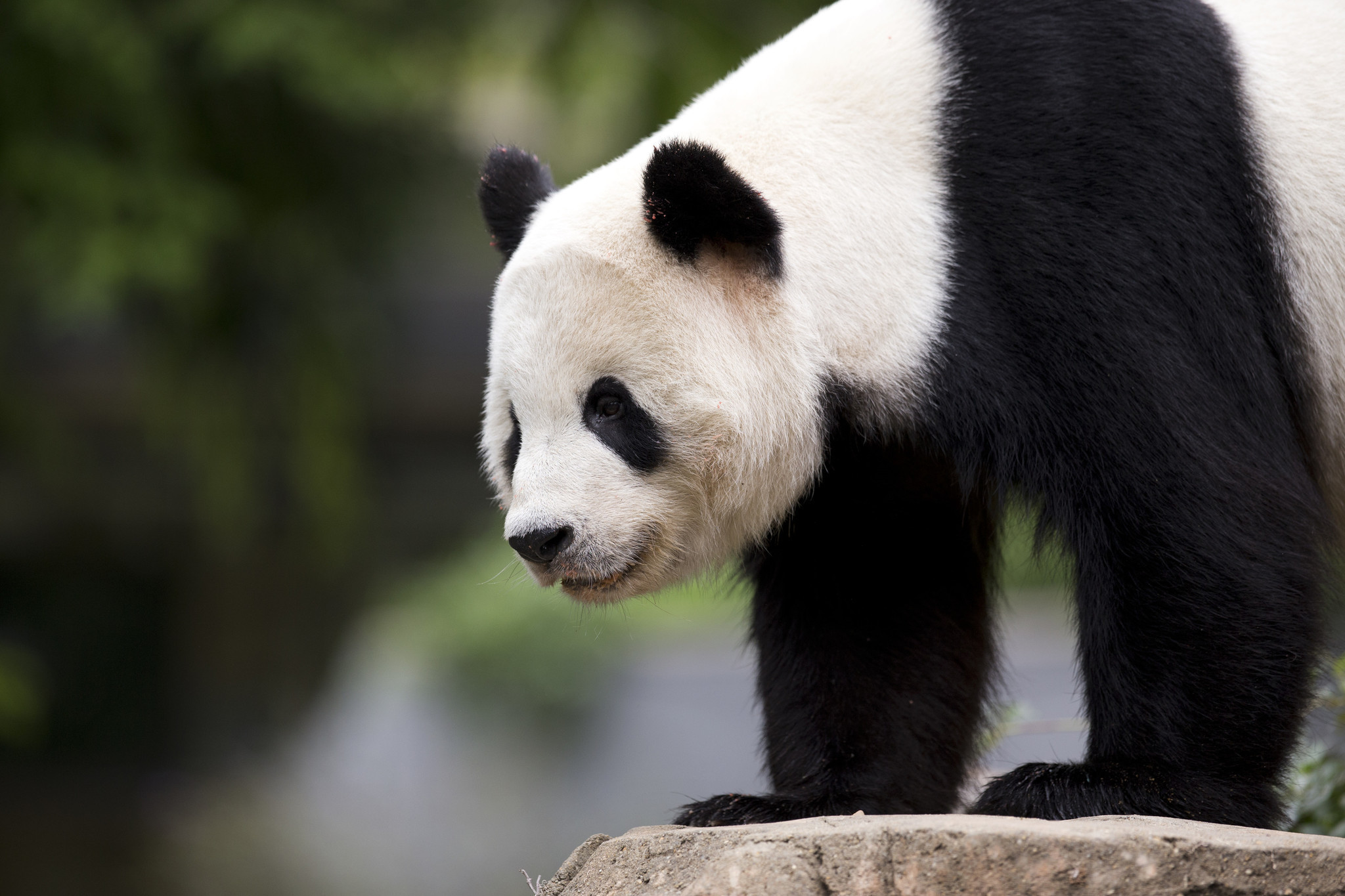 Bao Bao, panda cub born at National Zoo, bound for China - Chicago Tribune