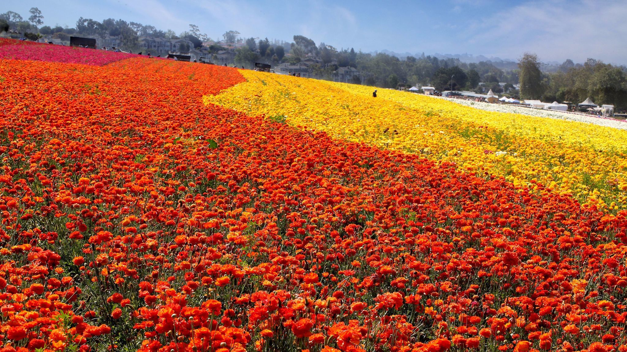 Your chance to see Southern California's epic wildflower bloom is running out. Here's where to ...