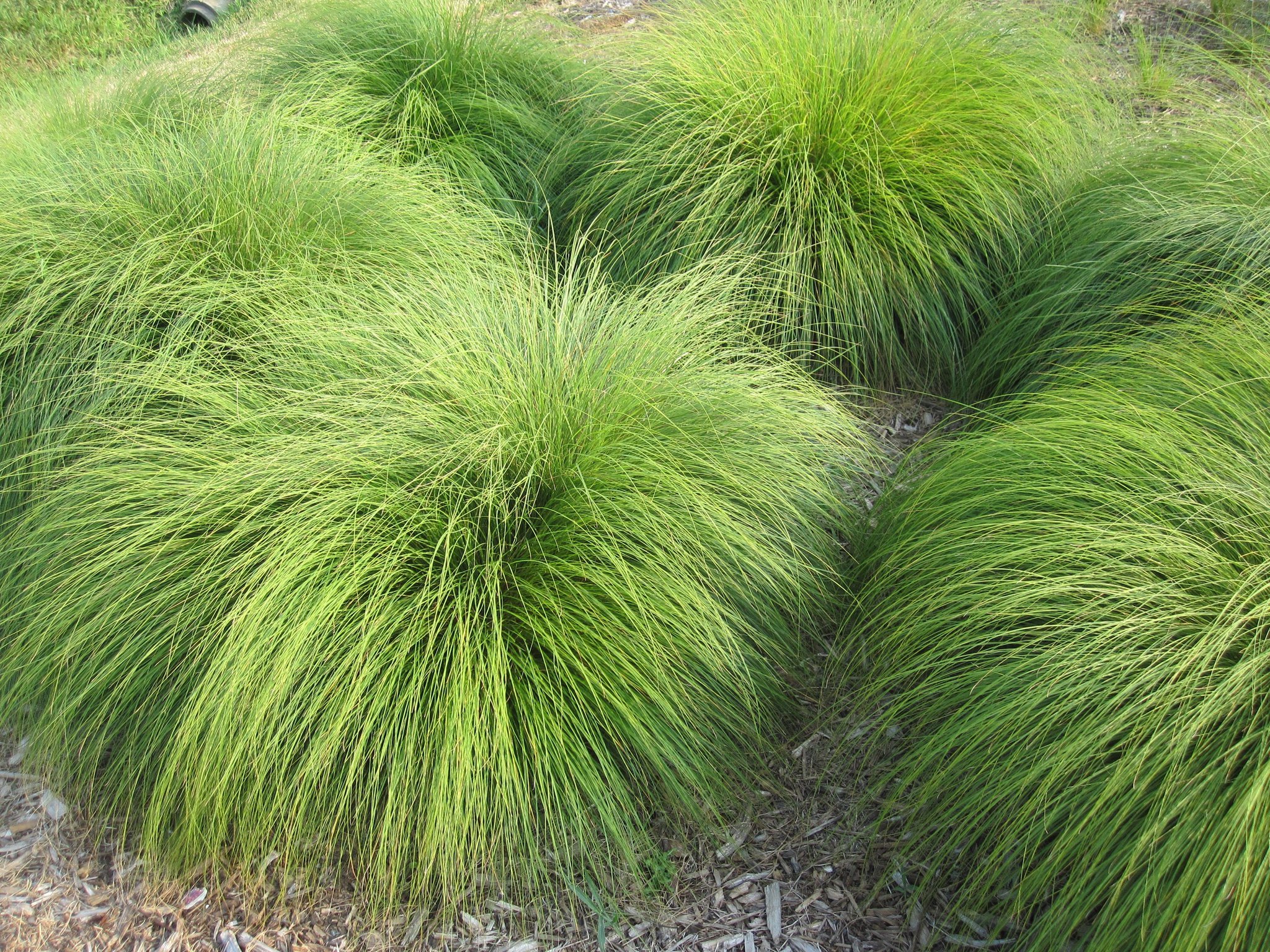 Some decorative grasses spell trouble, but attractive alternatives