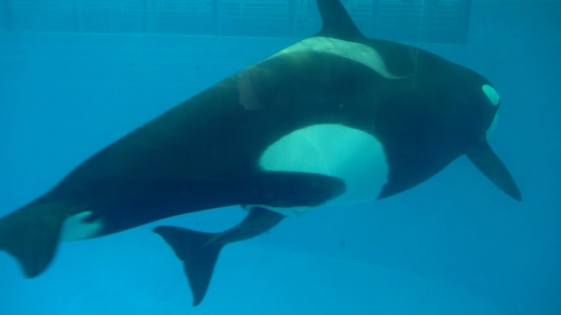 The last killer whale has been born at SeaWorld - Orlando Sentinel