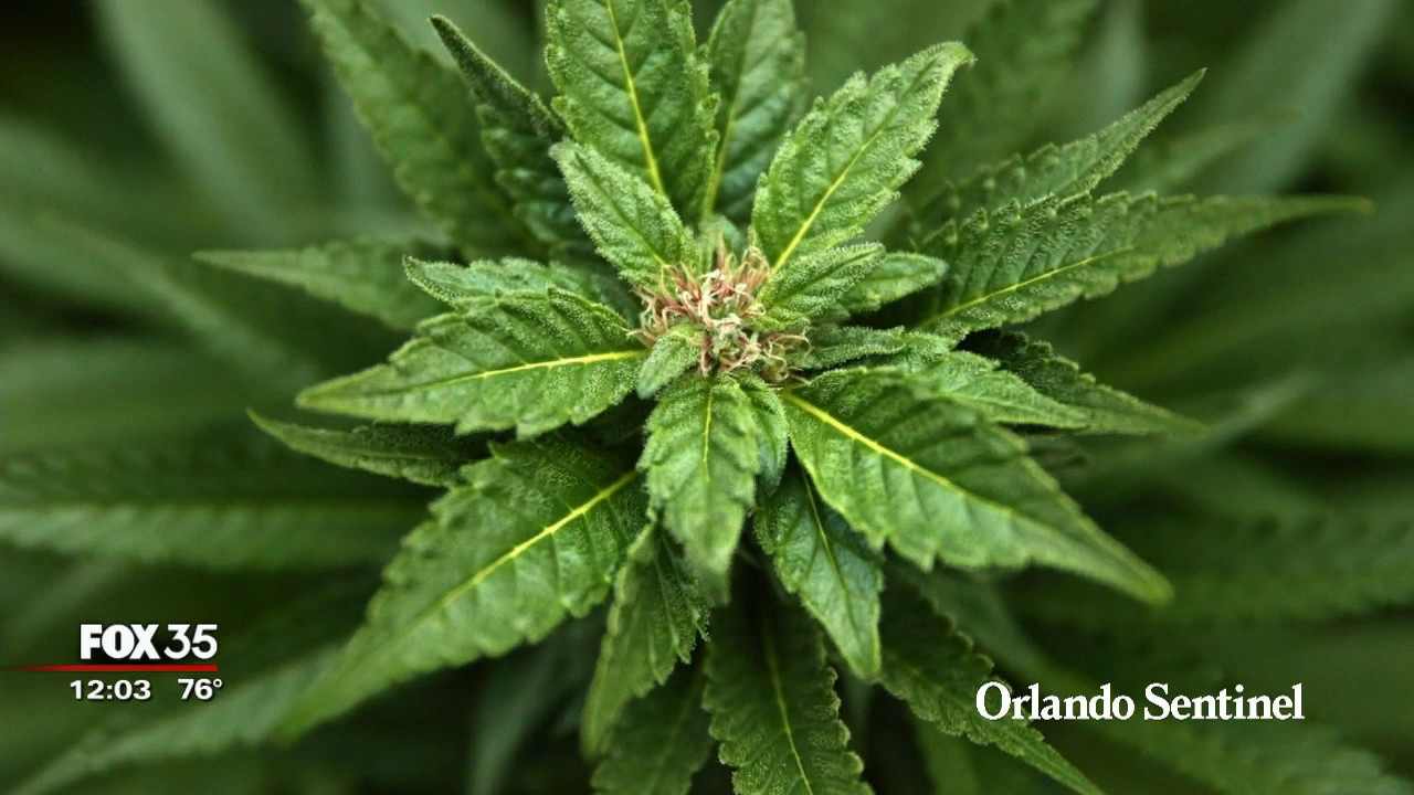 Medical marijuana that’s smokable is being sold in Florida, despite objections – Orlando Sentinel