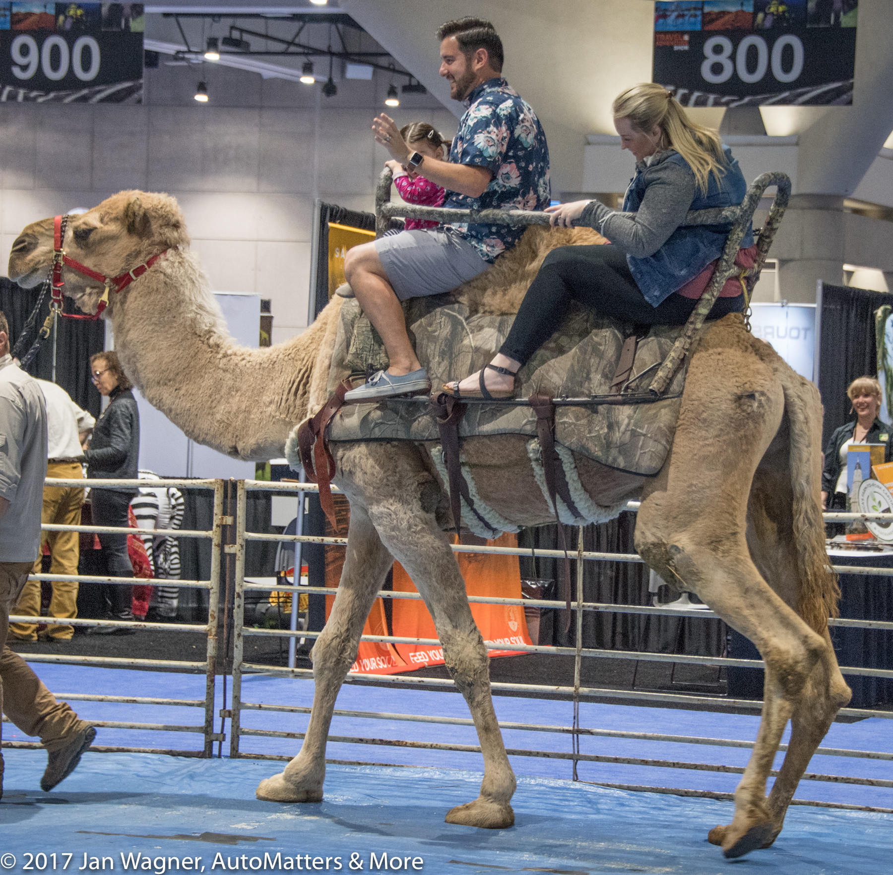 Live camel ride