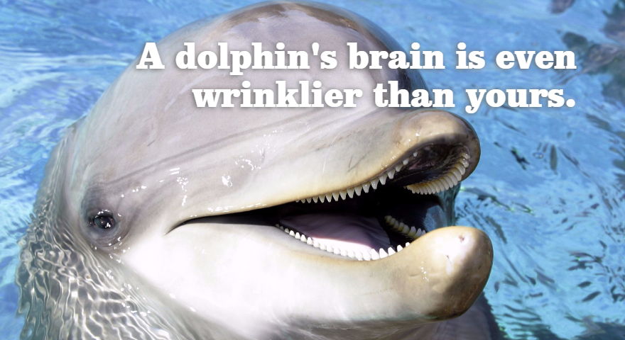 A dolphin's brain is even wrinklier than yours.