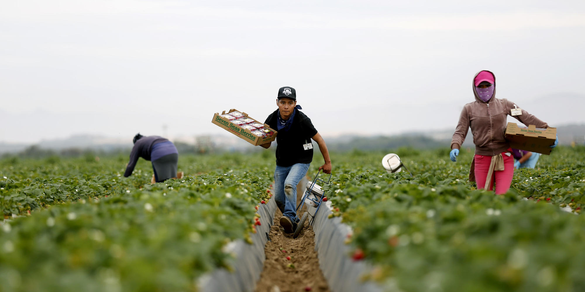 Image result for Latinos working in the California fields